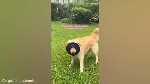 funny-animals-videos--funniest-cats-and-dogs-202XX pt.2