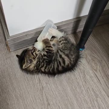 Hungry kitten gets mad at bottle feeding 🍼🐾 (Warning: cuteness explosion!)