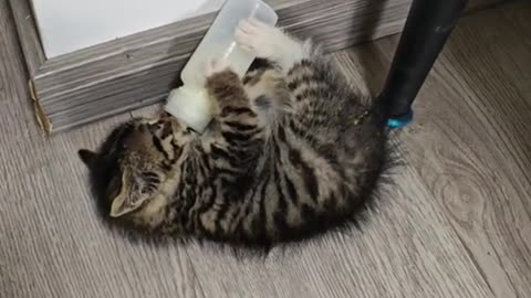 Hungry kitten gets mad at bottle feeding 🍼🐾 (Warning: cuteness explosion!)