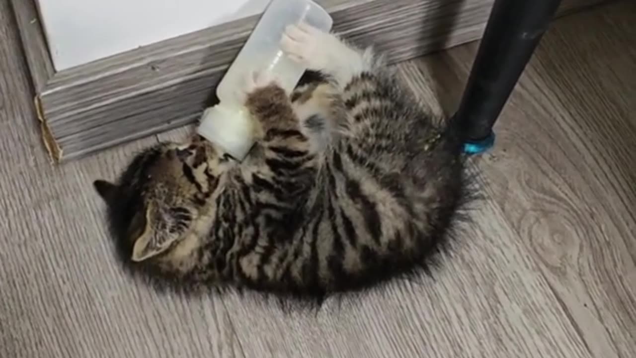 Hungry kitten gets mad at bottle feeding 🍼🐾 (Warning: cuteness explosion!)