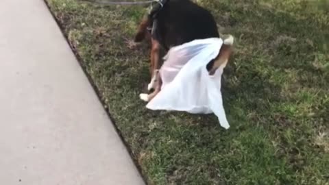 When Your Son Doesn't Like Cleaning Up After the Dog
