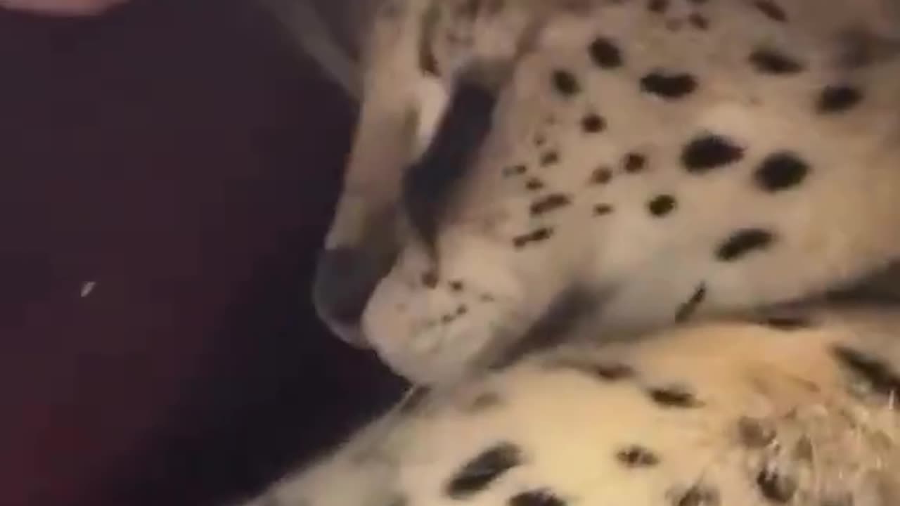 big or small, a cat will always be a cat