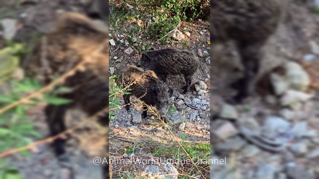 Wild Boars in the Wild | Sus scrofa