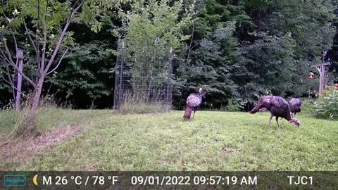 Buck and Turkeys