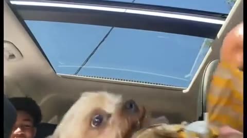 😂🍟 This Little Dog's Love for Fries is Adorable! | FunFM