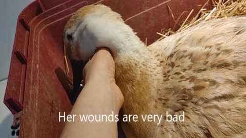 Victoria vet check up