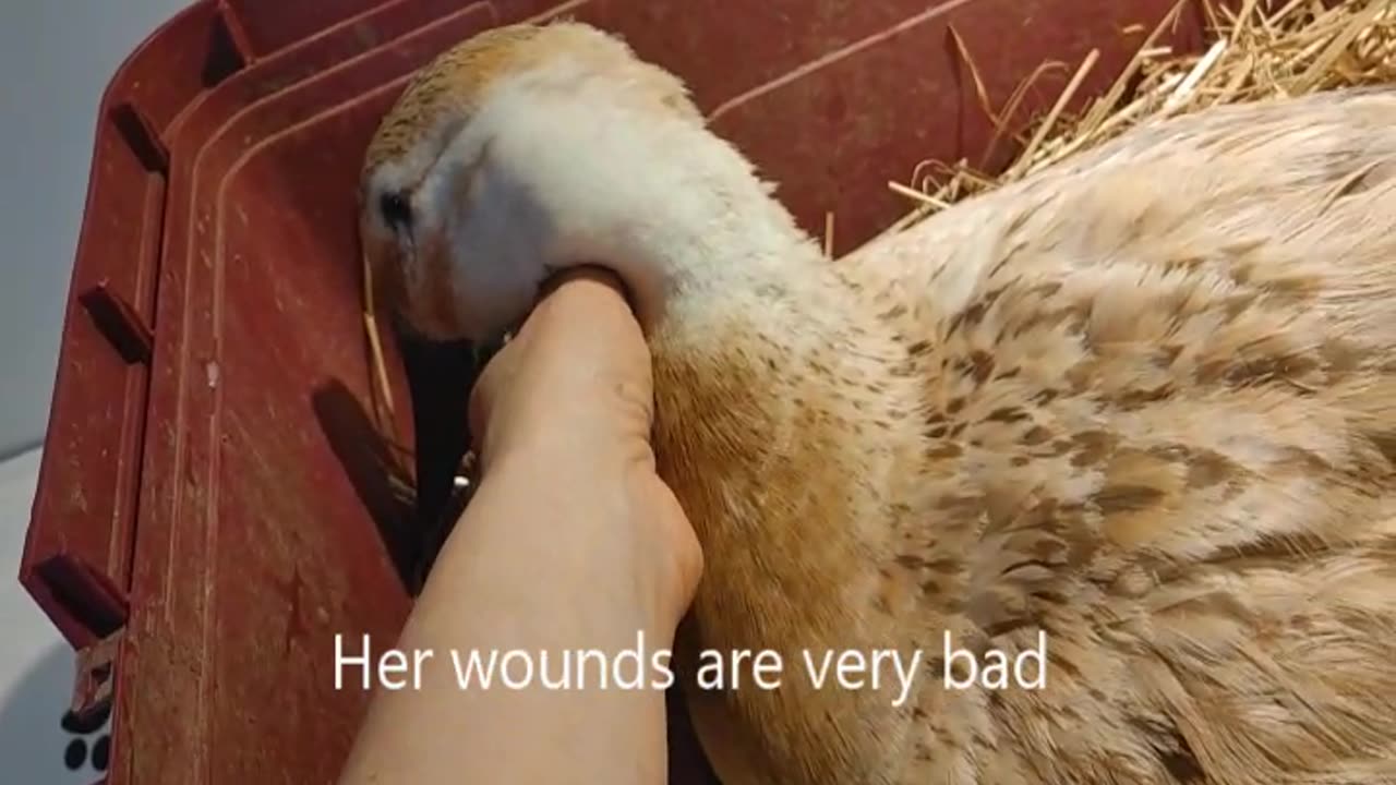 Victoria vet check up