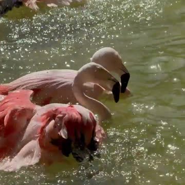 flamingos