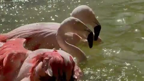 flamingos