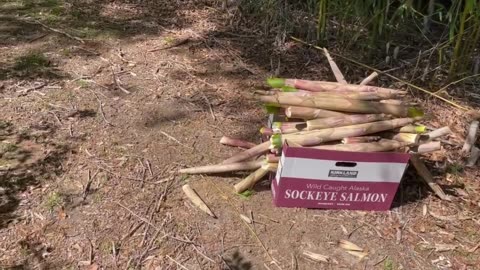 Like a Fairy Tale: Bamboo Shoot Picking in South Carolina 宛如童话：南卡罗来纳州的竹笋采摘