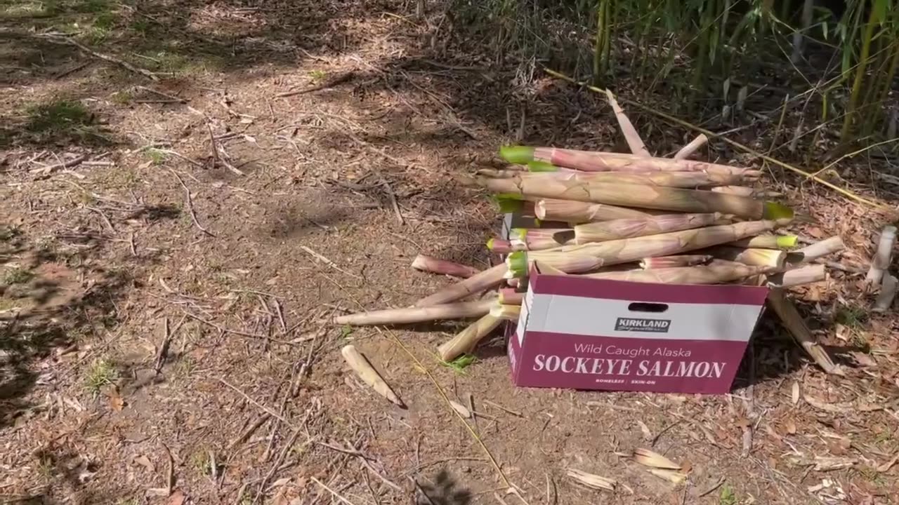 Like a Fairy Tale: Bamboo Shoot Picking in South Carolina 宛如童话：南卡罗来纳州的竹笋采摘