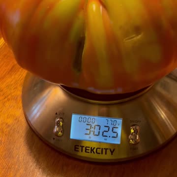 Massive Domingo Tomato! Over THREE POUNDS!