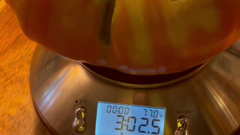 Massive Domingo Tomato! Over THREE POUNDS!