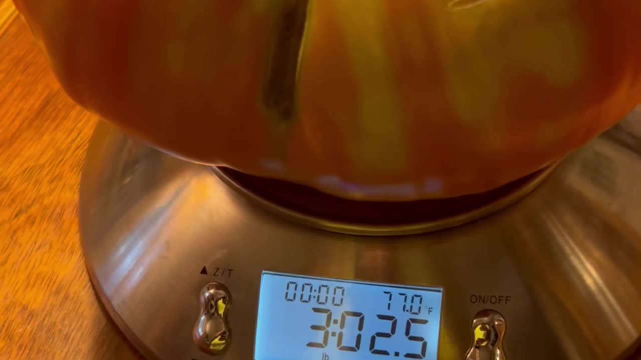 Massive Domingo Tomato! Over THREE POUNDS!