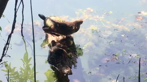Duck family & wild fruits, rowing