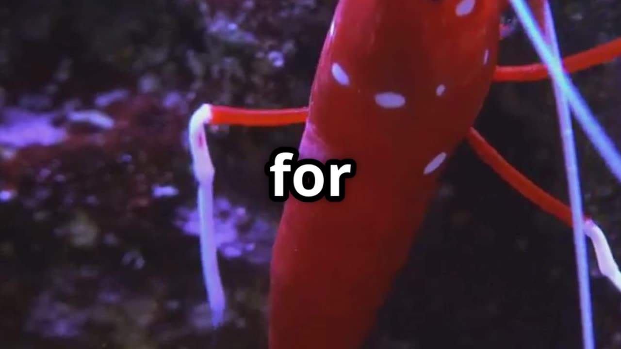 🦐💓 A Shrimp’s Heart is in Its Head! 🤯