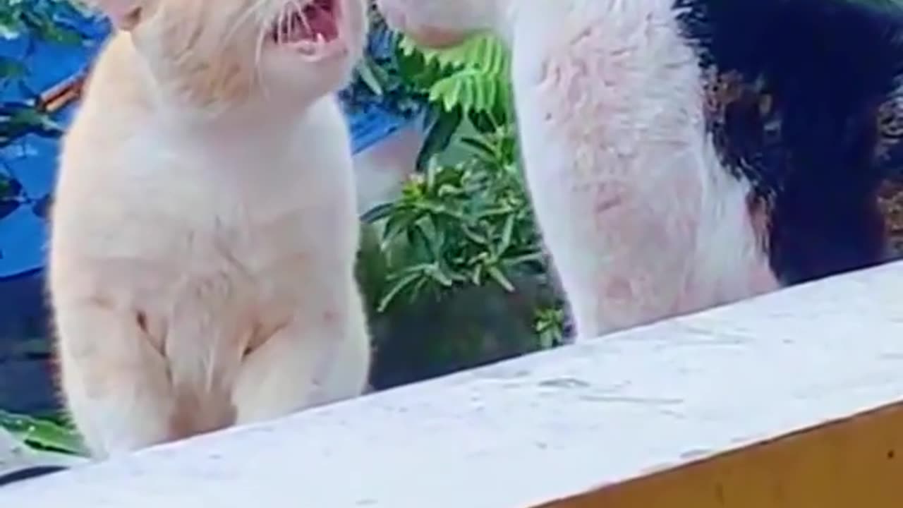 Kunfu cats 🐈😸😘