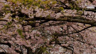 Beyond Description - Psalm 145 #jesus #motivation #scripturereading