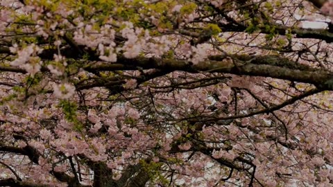 Beyond Description - Psalm 145 #jesus #motivation #scripturereading