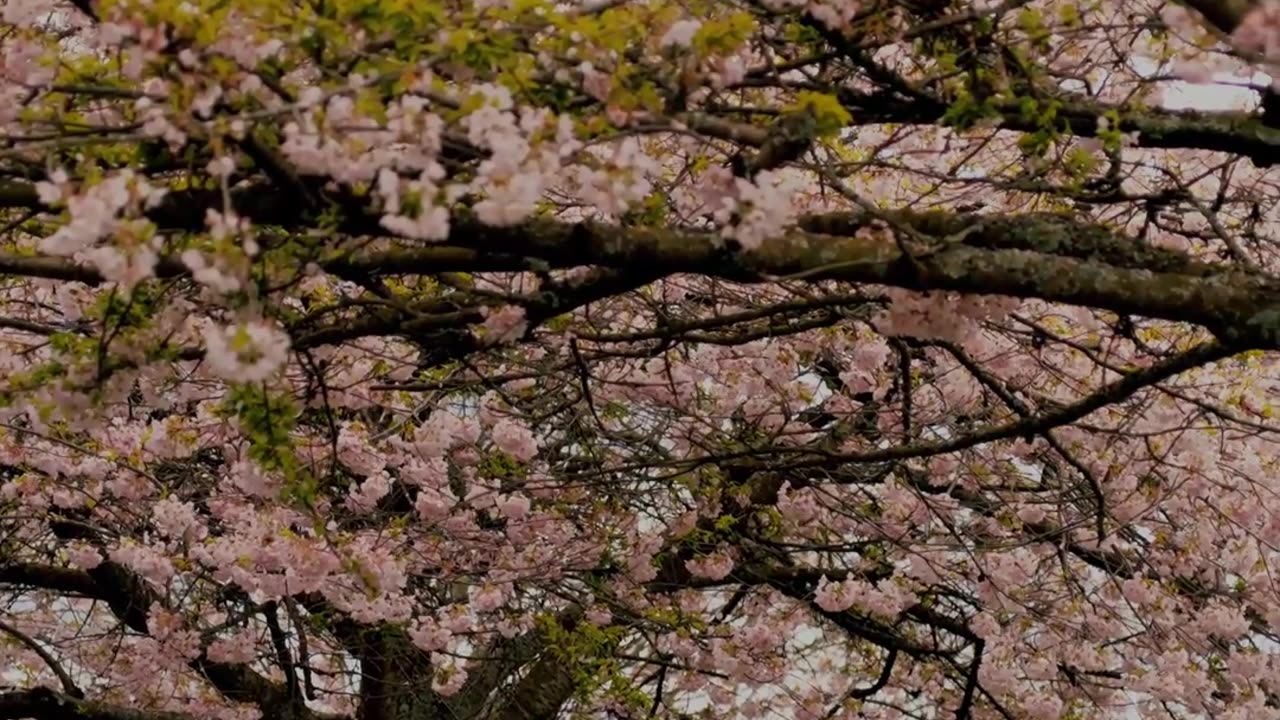 Beyond Description - Psalm 145 #jesus #motivation #scripturereading