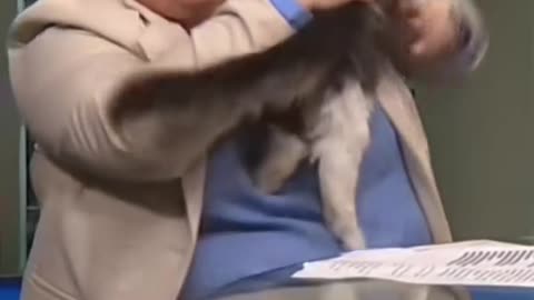 😂🐈 Cat Steals the Spotlight on Live News! | FunFM