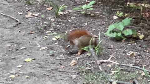 Red Tailed squirrel