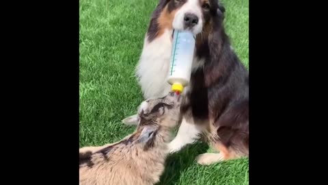 🦝 TRY NOT TO LAUGH - 🐶 Funny and Cute Animal Videos Compilation 2020 🐱 ( Cat 2020 )