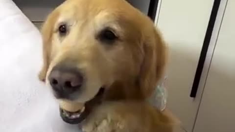 😂🐶 The Stick of Judgment vs. Floppy Ears Forgiveness! | FunFM