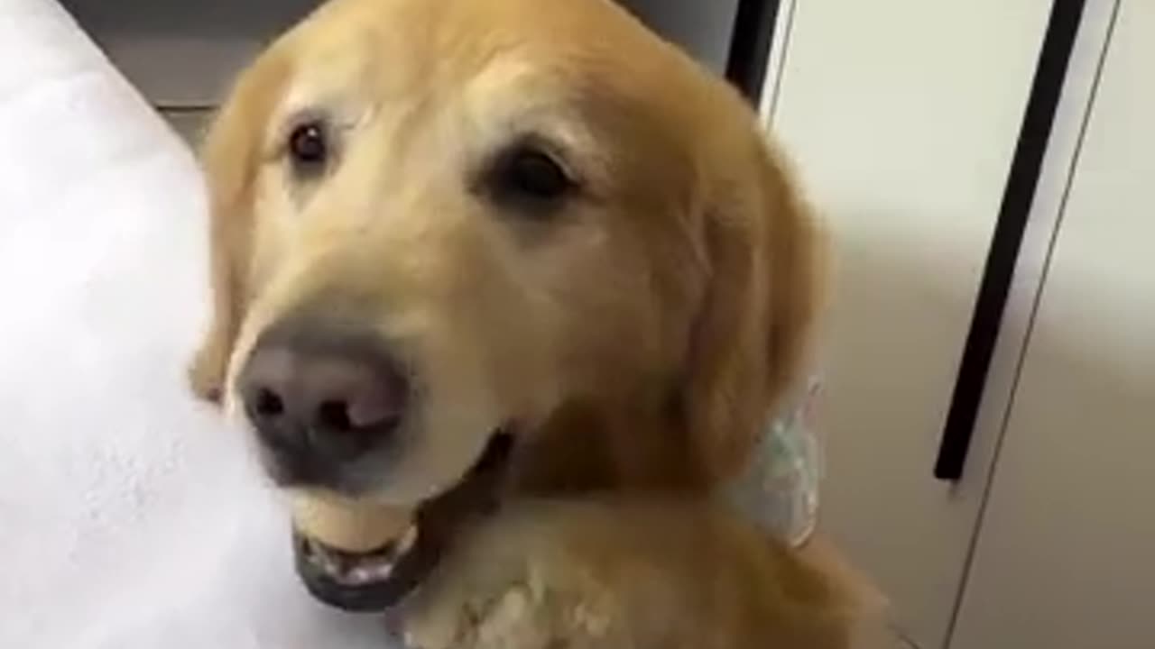 😂🐶 The Stick of Judgment vs. Floppy Ears Forgiveness! | FunFM