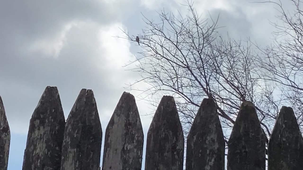 Red tail hawk.