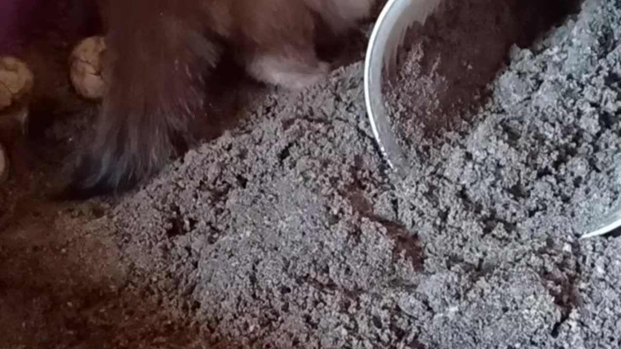 Mt digging guy is back!!