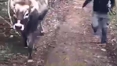 Joy of Life!