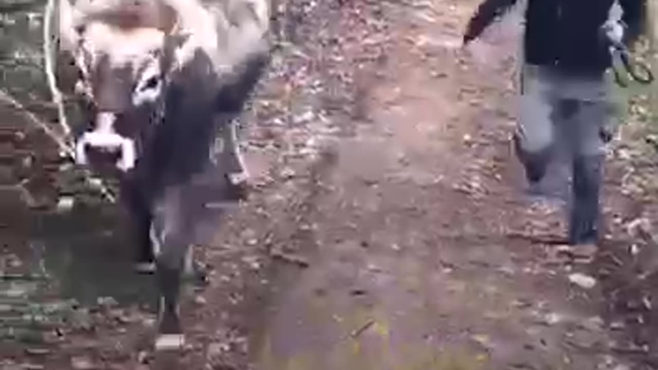 Joy of Life!