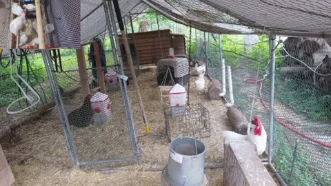 Chicken Live Stream