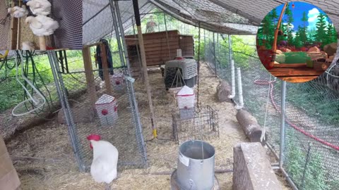 Chicken Live Stream