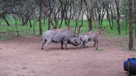 Warthog Wars: Brutal Battle for Dominance Caught on Camera!