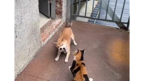 Cats bullying of dogs #funnyvideos #usa🇺🇸 #cat