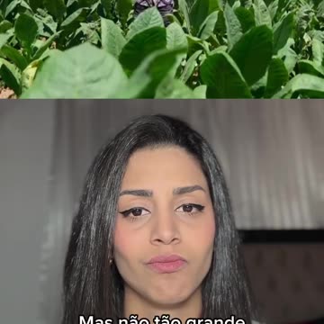 Assim funciona a economia em Cuba🇨🇺 Os grandes só podem ser eles.