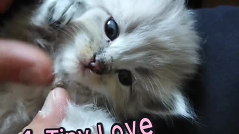 Top 5 Cutest Cat Moments 😻 #2 Will Melt You!