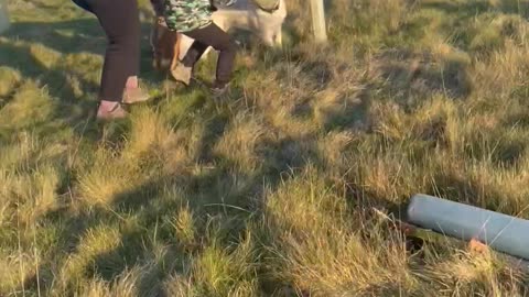 Dog's Head Quickly Removed From Tree Protection Tube