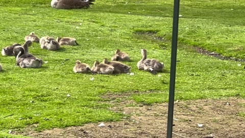 Up and coming huge Canada geese clan