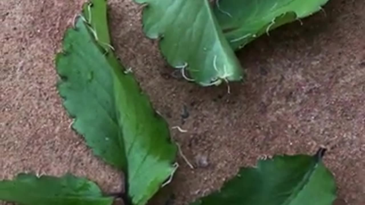 Leaf of Life