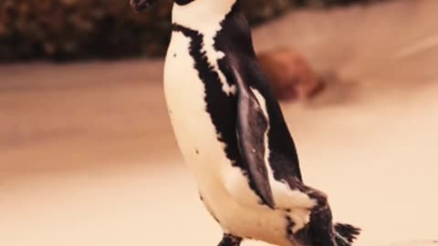 Animal