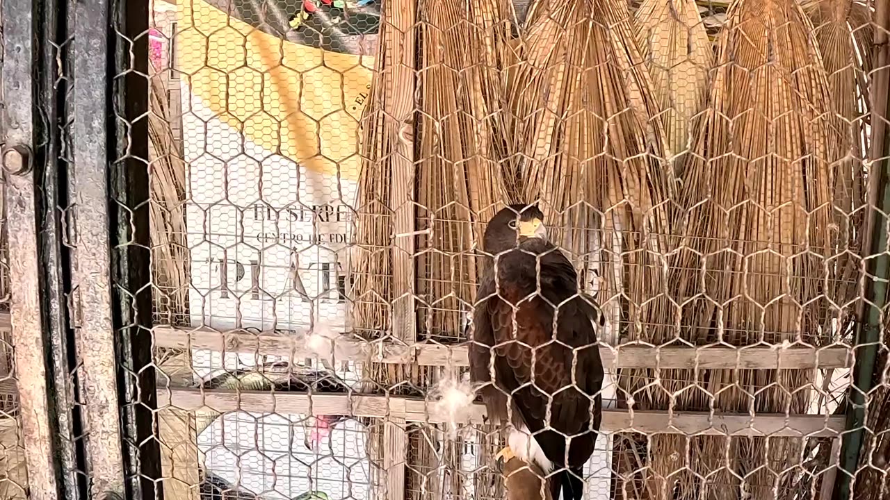 Harris Hawk at a Reptile Zoo in La Paz Mexico