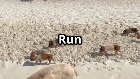 Experience the Exclusive Pig Run Excursion from Nassau!