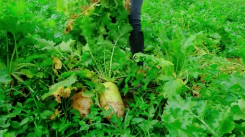From Harvest to Plate: A Step-by-Step Guide to Cooking Fresh Ingredients