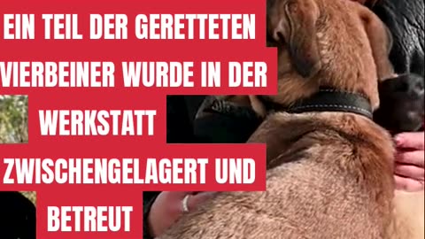 70 Hunde heroisch gerettet #Hunde, #Doggie‑Daycare, #Zoo, #Happy End, #goodnews #news