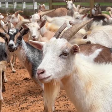 After waiting two minutes for snacks, they get an attitude!!!