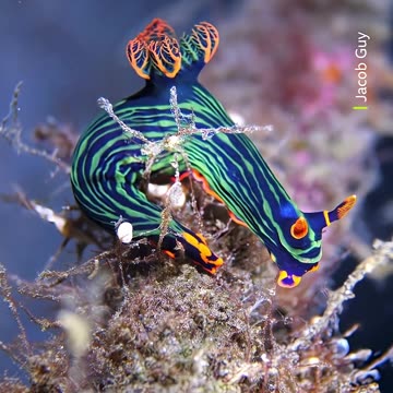‎A rainbow of sea life underwater 🌈 #Shorts #Animals #IndoPacific #Wildlife