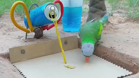 Unique Creativity Parrot Trap #shorts